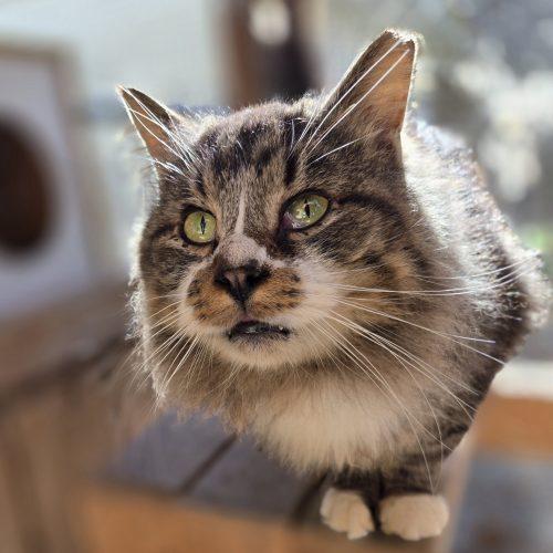 Enlarge Howard, a Adoptable mixed breed in Knoxville, TN image 4/6