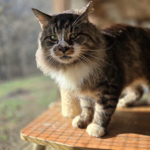 Enlarge Howard, a Adoptable mixed breed in Knoxville, TN image 6/6