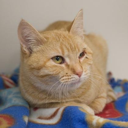 Enlarge Mittens, a Adoptable Domestic Short Hair in Verona, WI image 1/3