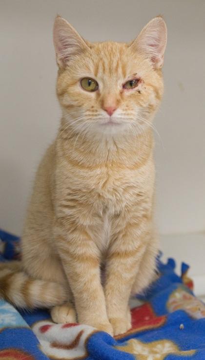 Enlarge Mittens, a Adoptable Domestic Short Hair in Verona, WI image 2/3