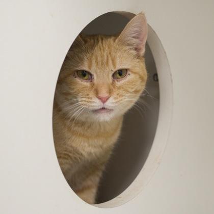 Enlarge Mittens, a Adoptable Domestic Short Hair in Verona, WI image 2/4