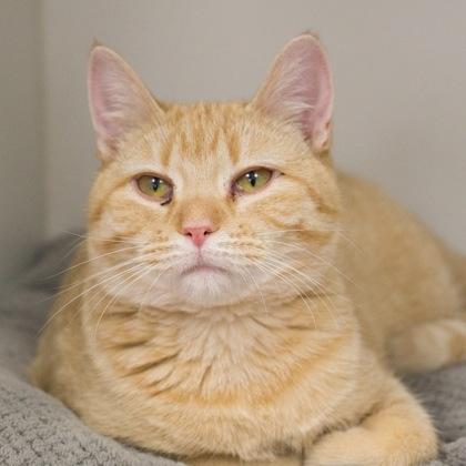 Enlarge Mittens, a Adoptable Domestic Short Hair in Verona, WI image 4/4