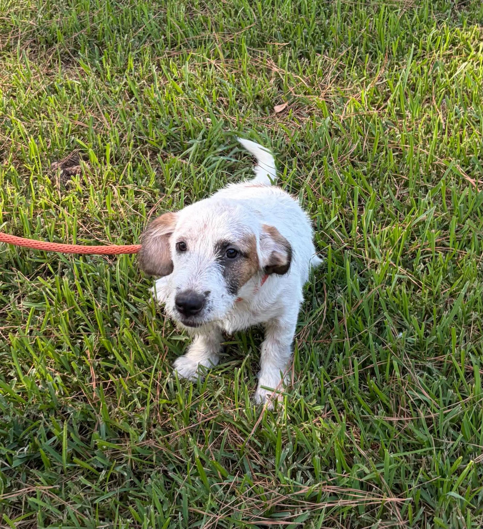 Enlarge Zelda Q *LOCAL*, a Adoptable mixed breed in Wakefield, RI image 2/3