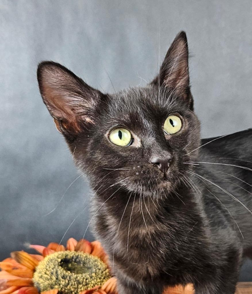 Enlarge Star-Lord, a Adoptable mixed breed in San Jacinto, CA image 1/3