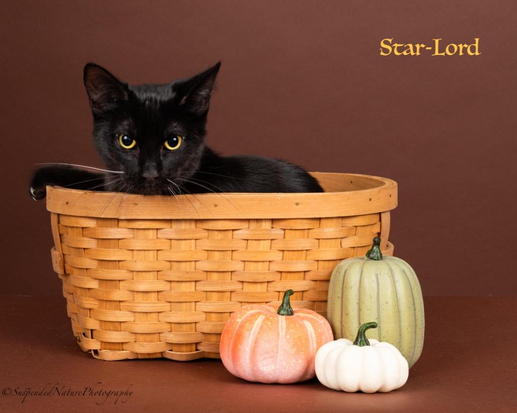 Enlarge Star-Lord, a Adoptable mixed breed in San Jacinto, CA image 2/3