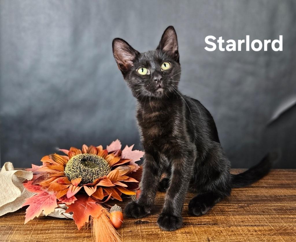 Enlarge Star-Lord, a Adoptable mixed breed in San Jacinto, CA image 3/3