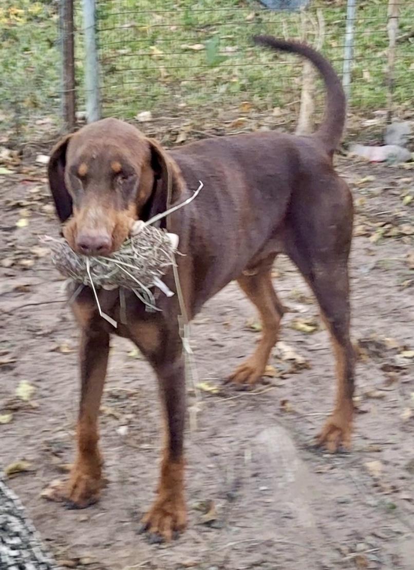 Snickers — thumbnail 2