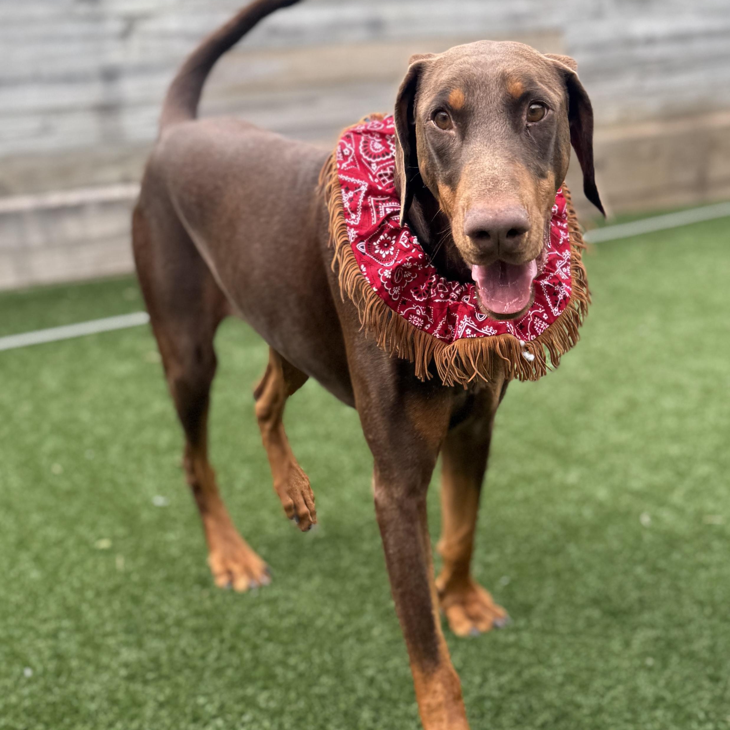 Snickers — thumbnail 4