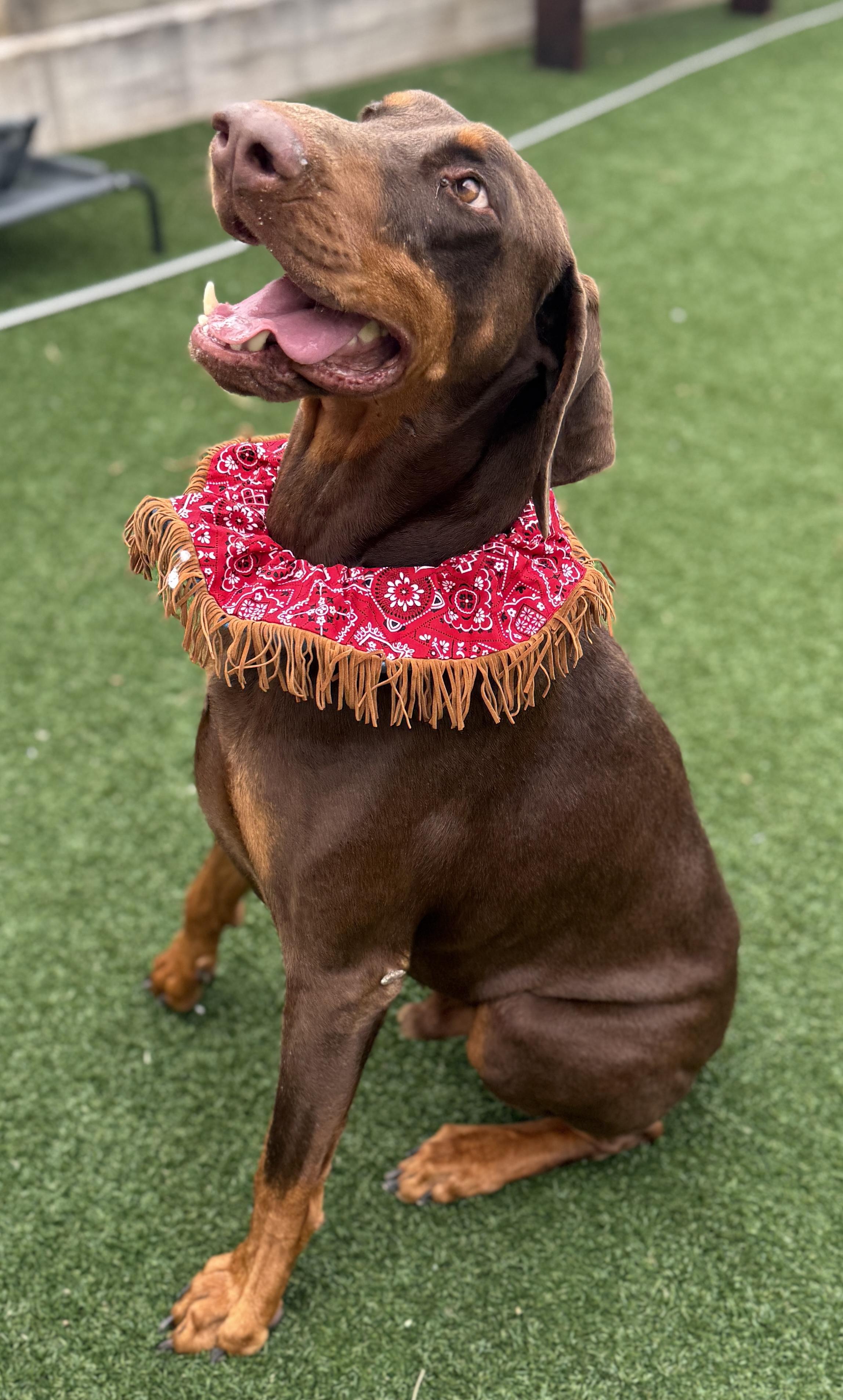 Snickers — thumbnail 5