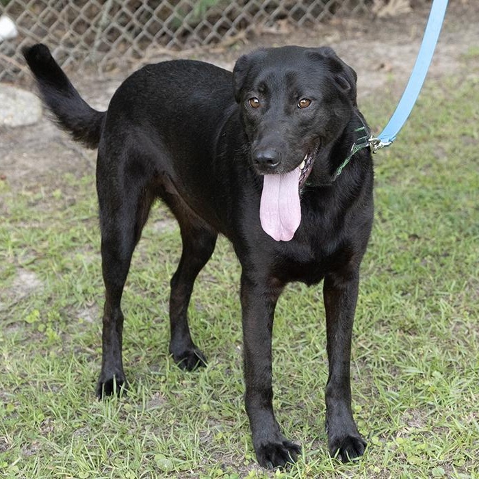 Hope, ADOPTABLE, Adult Female Black Labrador Retriever.