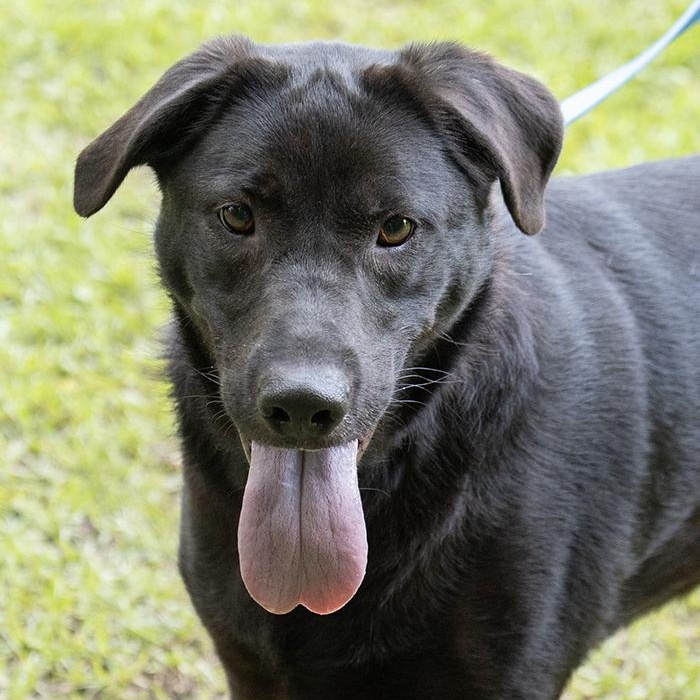 Hope, a ADOPTABLE Black Labrador Retriever in Slidell, LA image 2/3