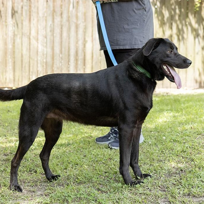 Hope, a ADOPTABLE Black Labrador Retriever in Slidell, LA image 3/3