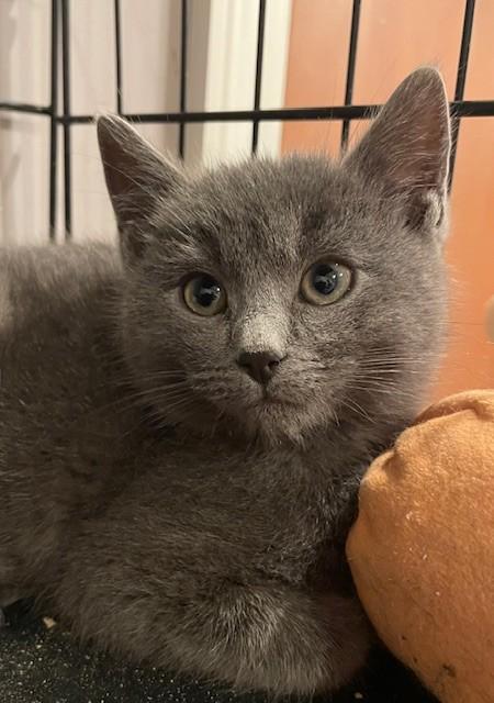 Danny (LE), adopted, Kitten Male Domestic Short Hair.