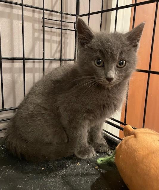 Enlarge Danny (LE), an adopted Domestic Short Hair in Little Falls, NJ image 2/2