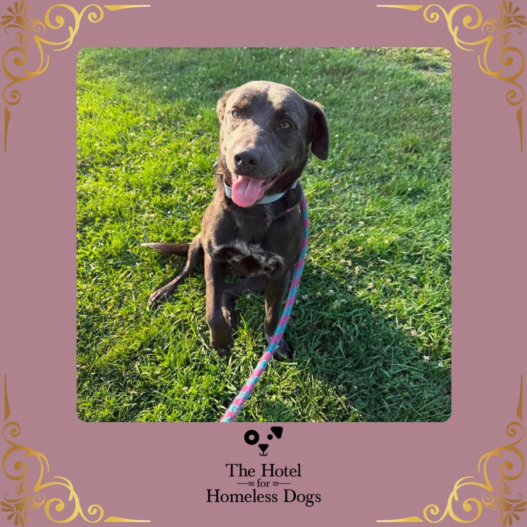 Enlarge Zara, an adopted mixed breed in Cumberland, RI image 1/2