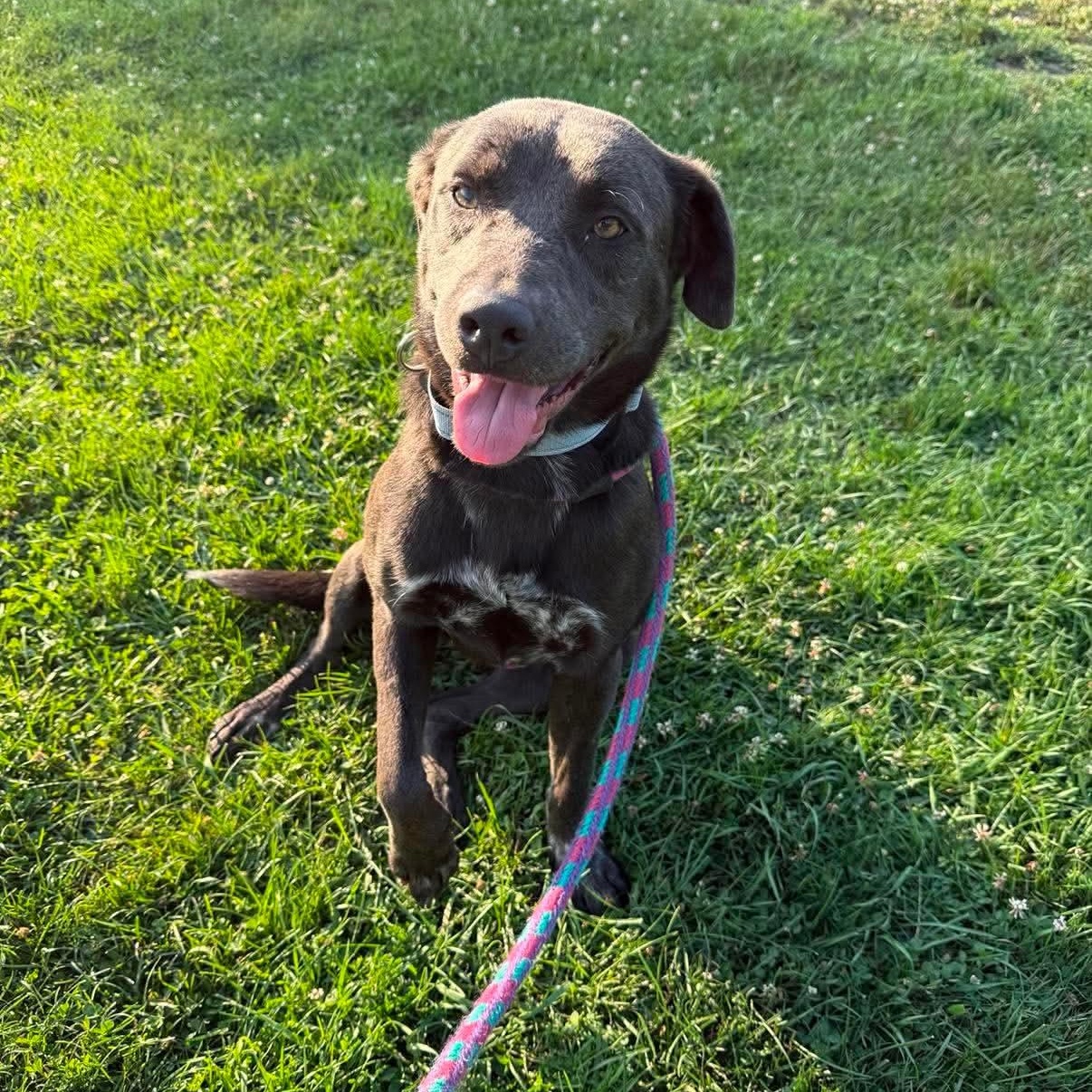 Enlarge Zara, an adopted mixed breed in Cumberland, RI image 2/2