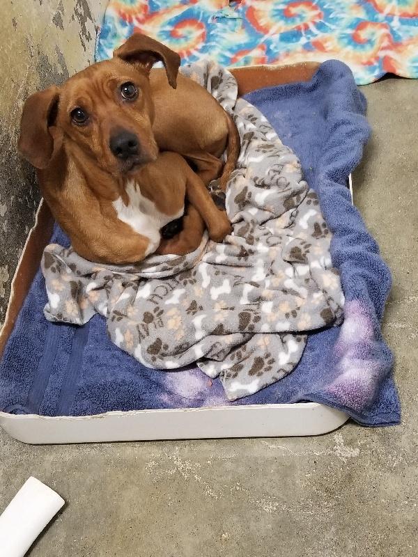 Silas, a ADOPTABLE mixed breed in Aurora, IL image 2/2