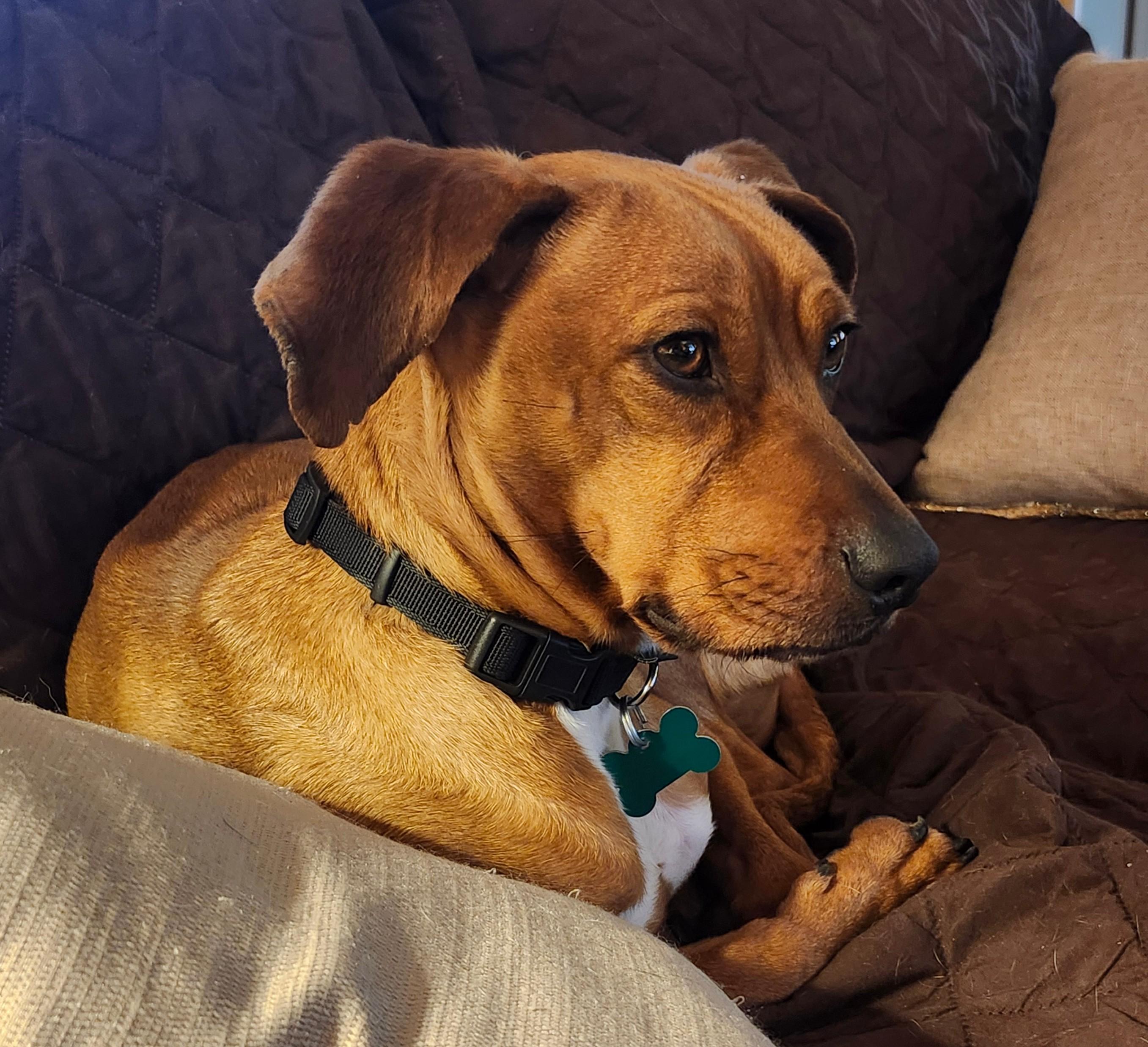 Silas, a ADOPTABLE mixed breed in Aurora, IL image 1/2