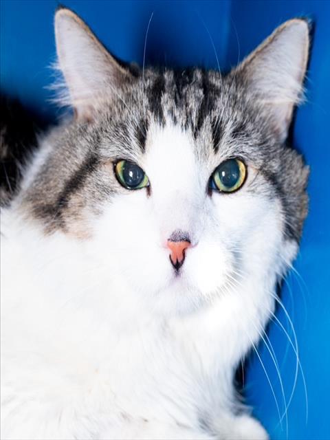 WELLIE GRANT, Adoptable, Senior Male Domestic Short Hair.