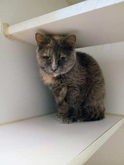 Pretty Face, Adoptable, Adult Female Domestic Short Hair & Domestic Short Hair.