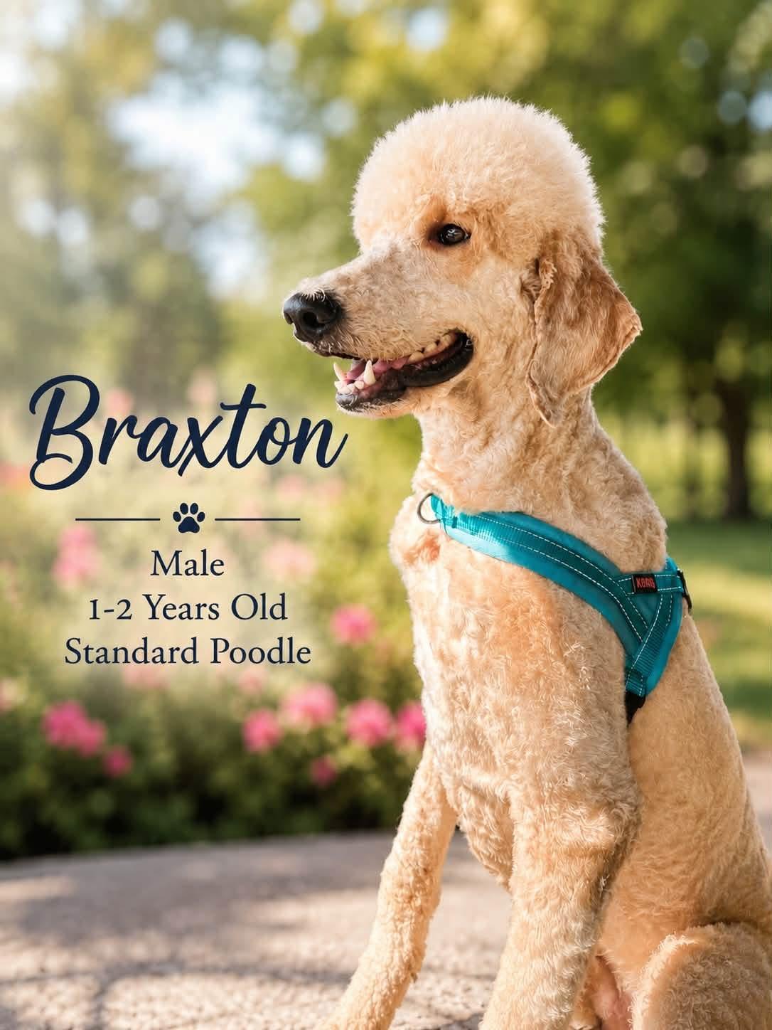 Brax, Adopted, Adult Male Standard Poodle.