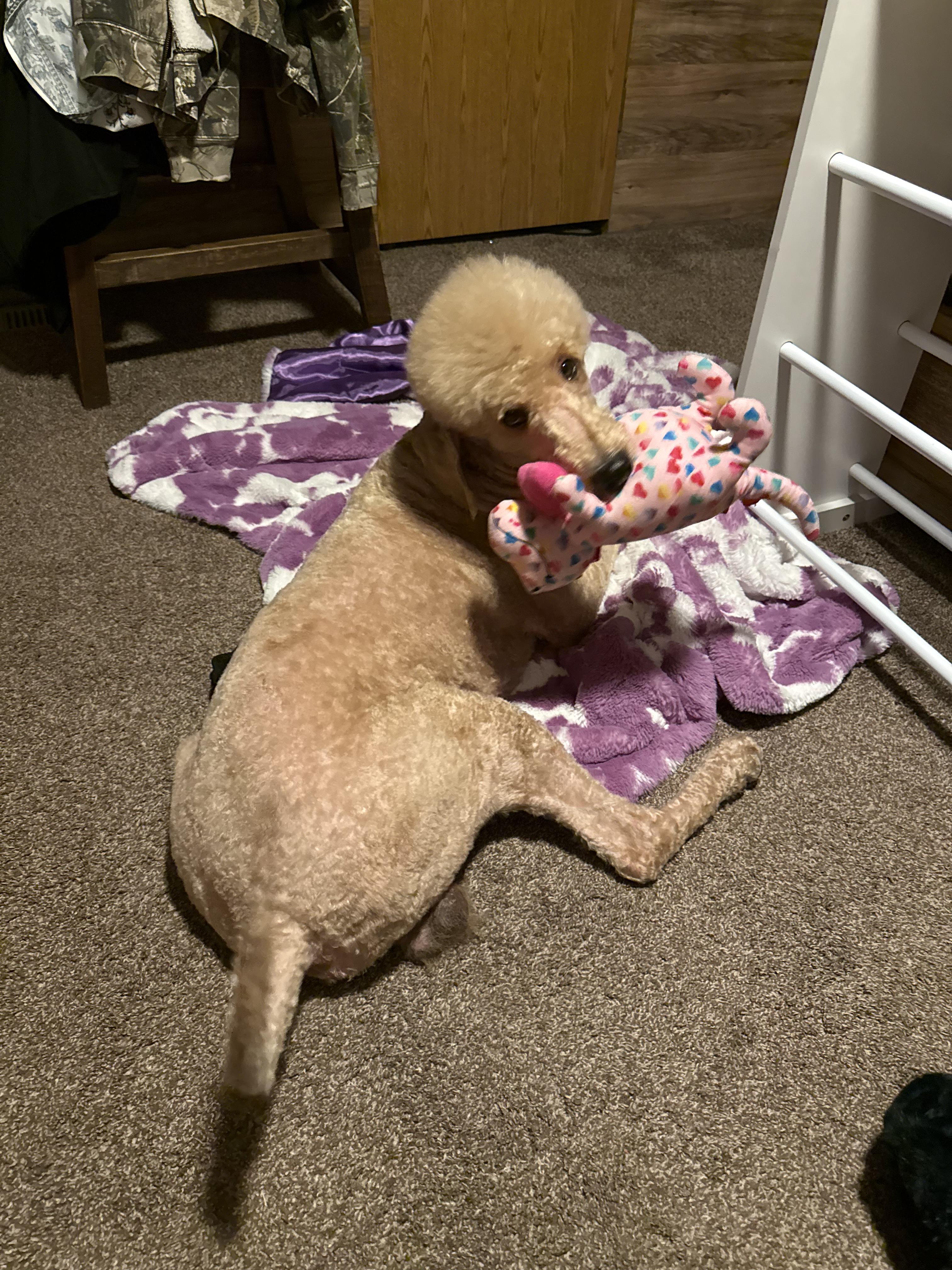 Enlarge Brax, a Adopted Standard Poodle in Walker, LA image 2/3