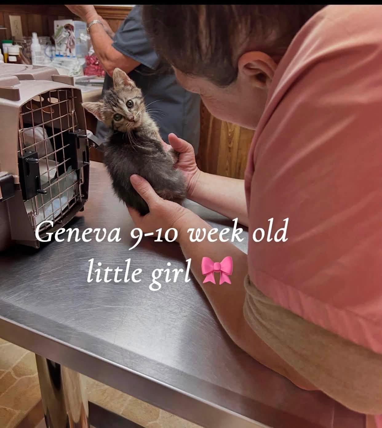 Enlarge Geneva, an adopted Tabby in Saginaw, MI image 4/4