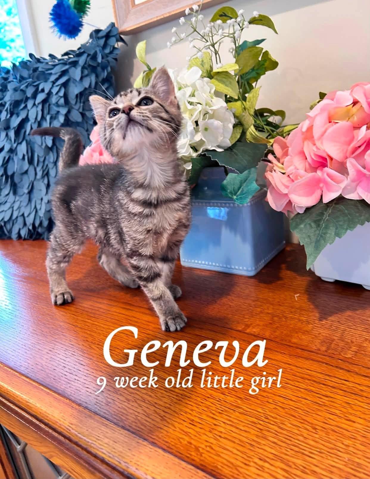 Enlarge Geneva, an adopted Tabby in Saginaw, MI image 2/4