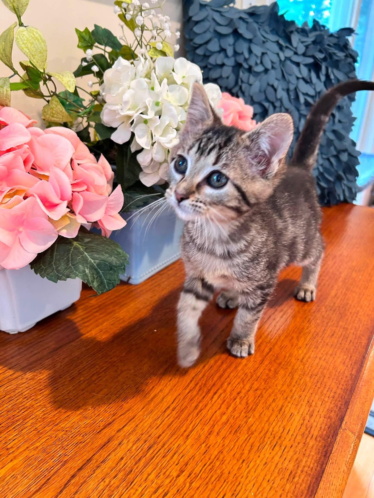 Geneva, adopted, Kitten Female Tabby.