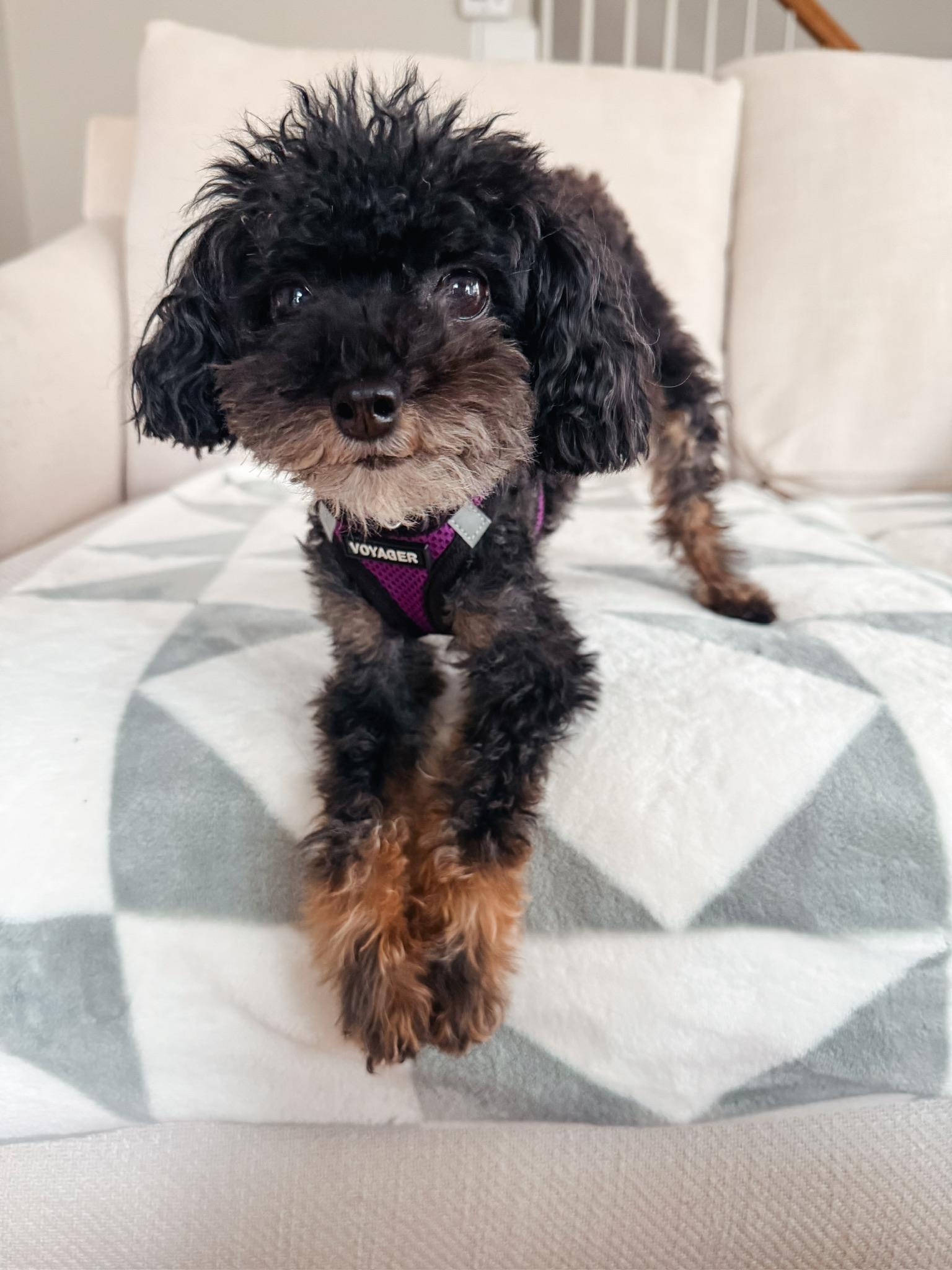 Enlarge Josie, a Adoptable Poodle (Toy) in Atlanta, GA image 3/5