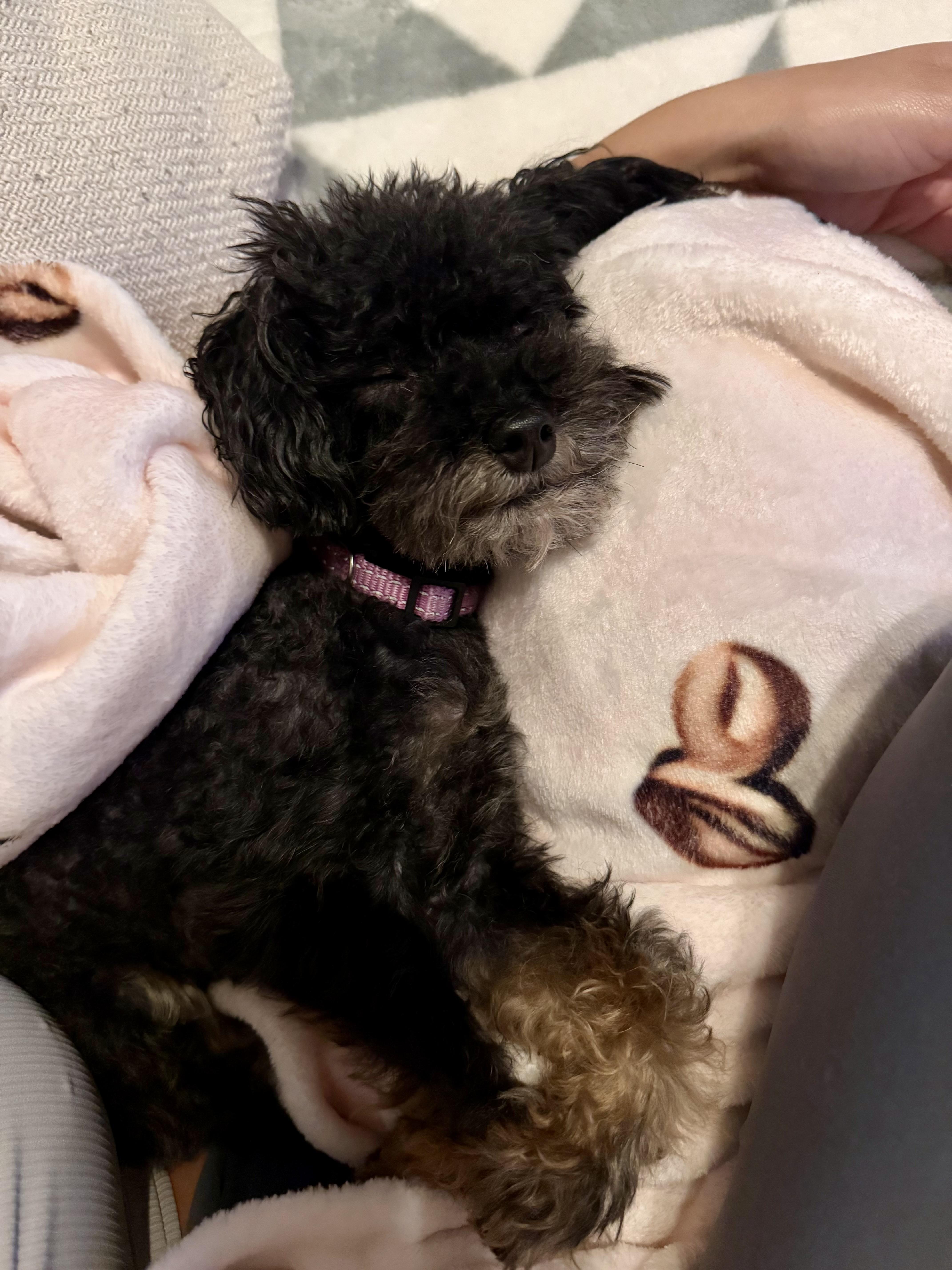 Enlarge Josie, a Adoptable Poodle (Toy) in Atlanta, GA image 4/5