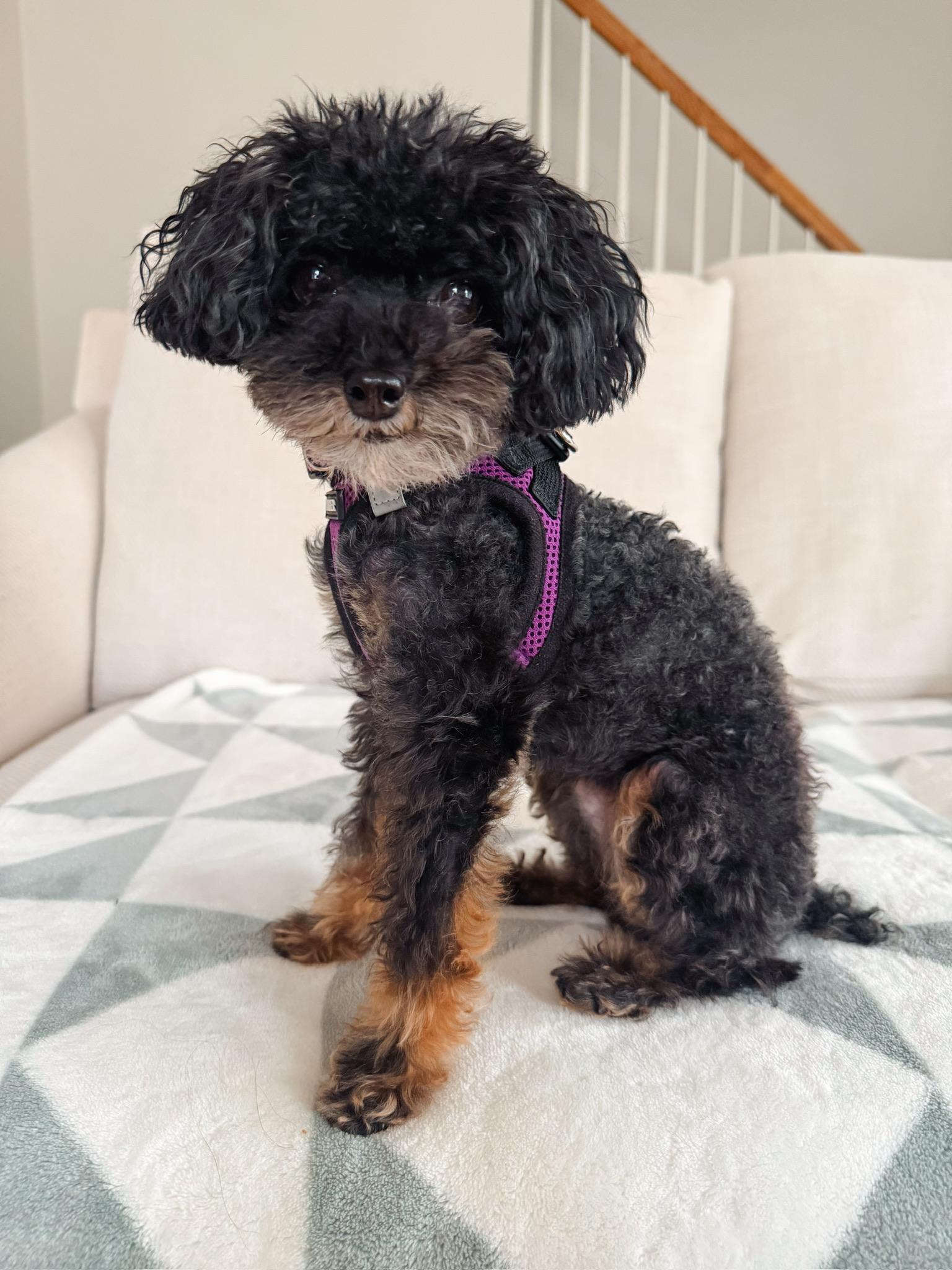 Josie, Adoptable, Adult Female Poodle (Toy).