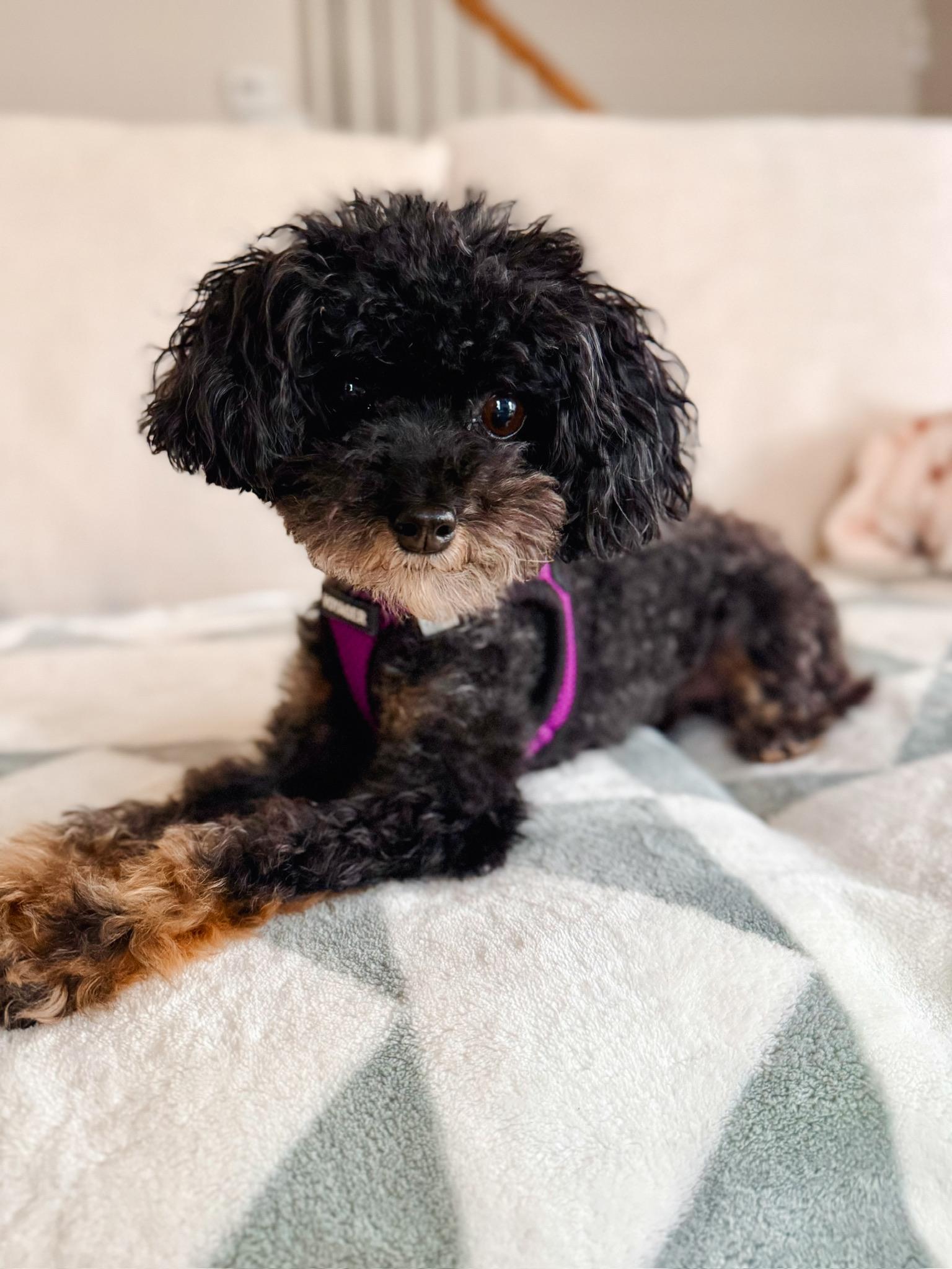 Enlarge Josie, a Adoptable Poodle (Toy) in Atlanta, GA image 2/5