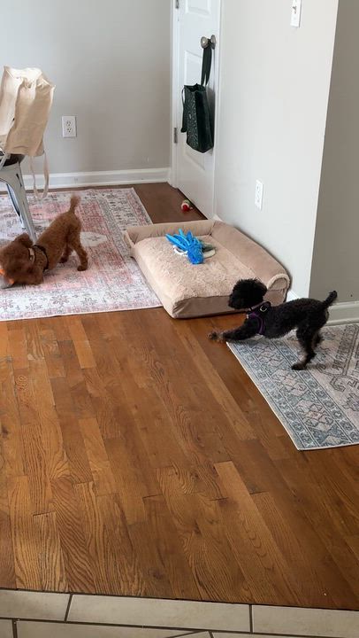 Enlarge Josie, a Adoptable Poodle (Toy) in Atlanta, GA video 5/5