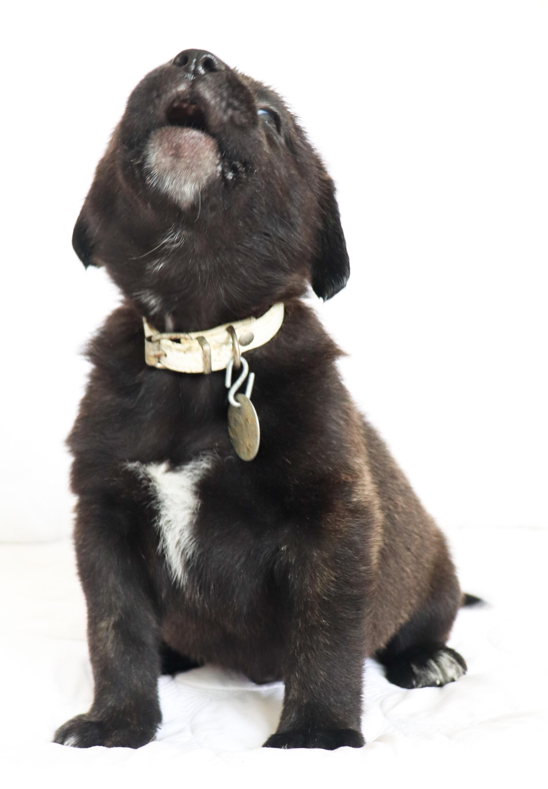 Enlarge Rudolph (Valentino), an adoptable mixed breed in Saint Paul, MN image 2/6