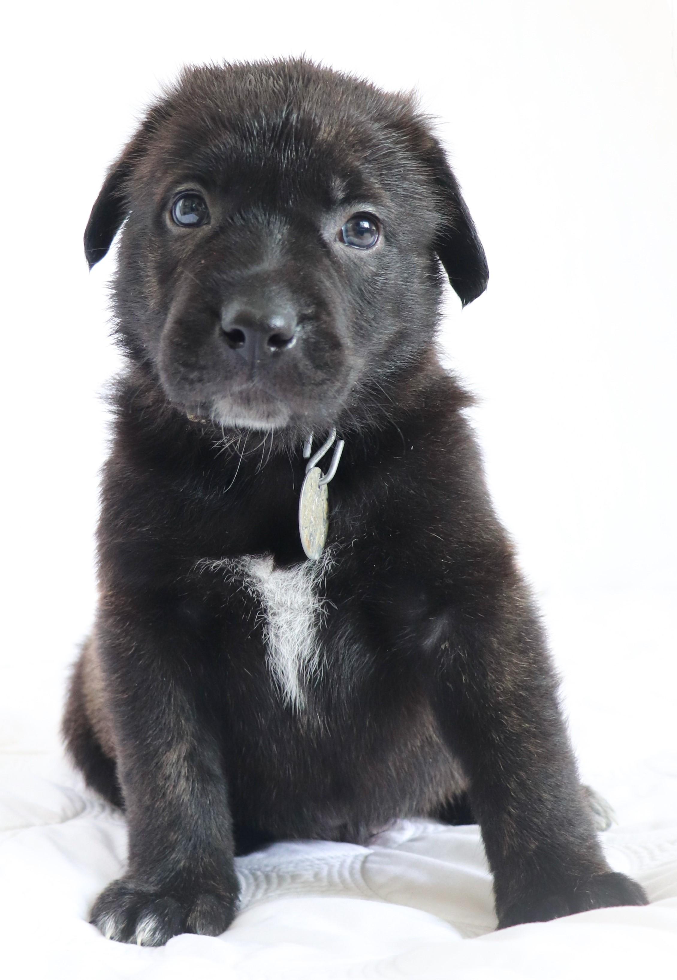 Enlarge Rudolph (Valentino), an adoptable mixed breed in Saint Paul, MN image 1/6
