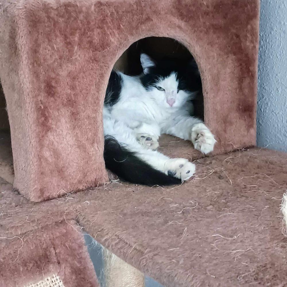 Enlarge Millie, a Adoptable mixed breed in Plumerville, AR image 1/6