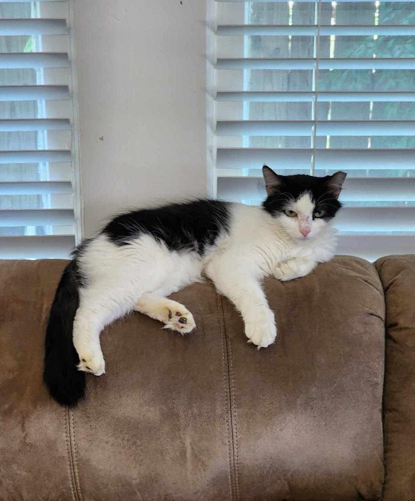 Millie, Adoptable, Young Female Domestic Medium Hair.