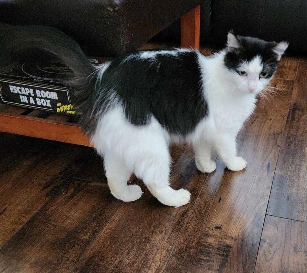 Enlarge Millie, a Adoptable mixed breed in Plumerville, AR image 4/6