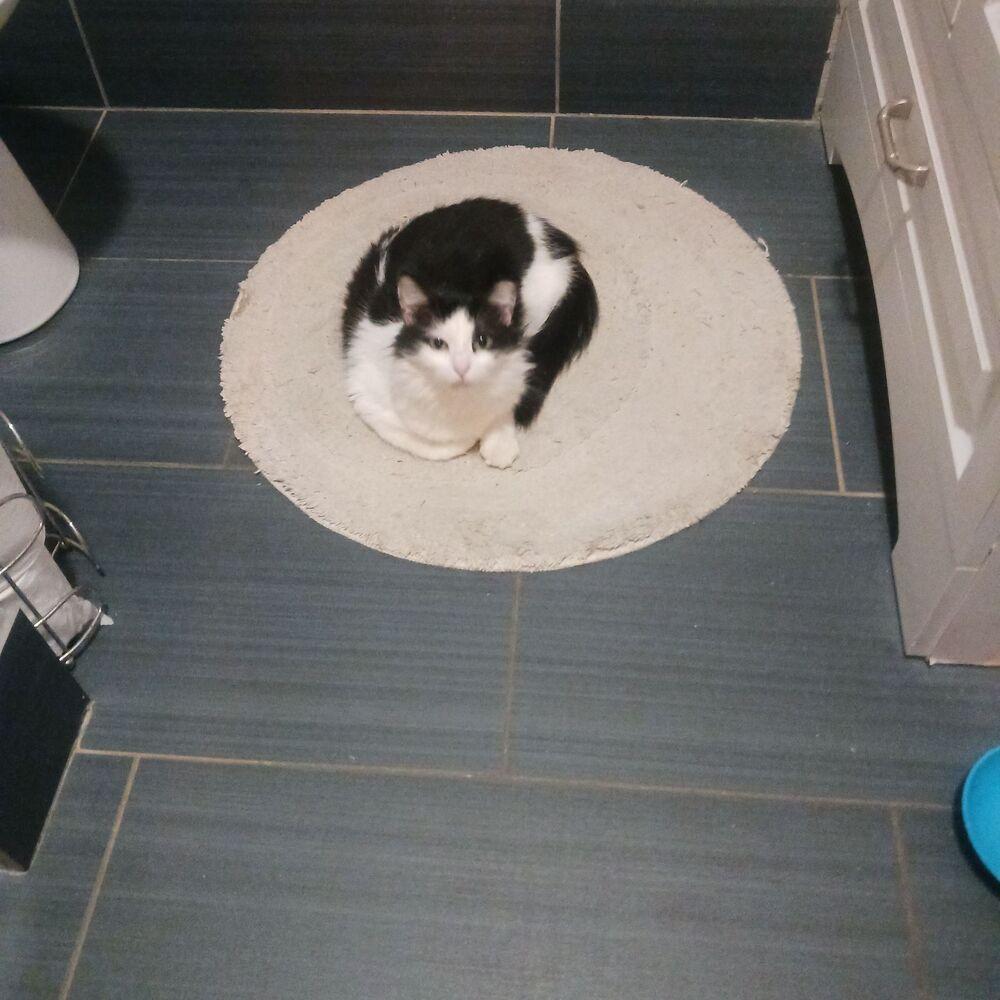 Enlarge Millie, a Adoptable mixed breed in Plumerville, AR image 5/6