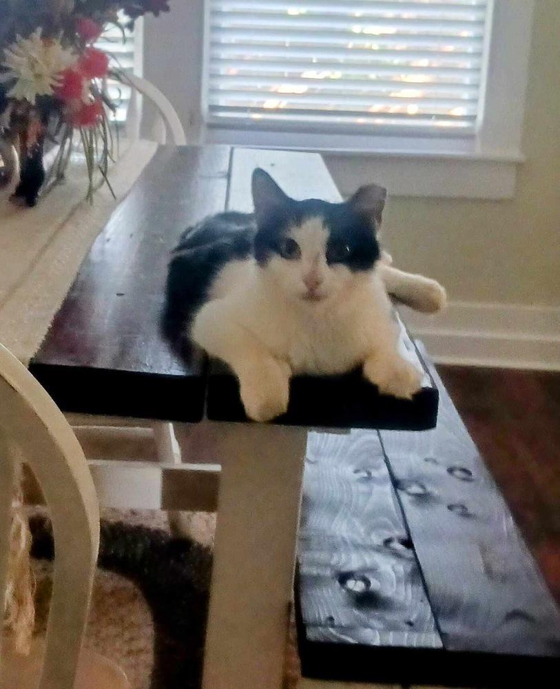 Enlarge Millie, a Adoptable mixed breed in Plumerville, AR image 6/6