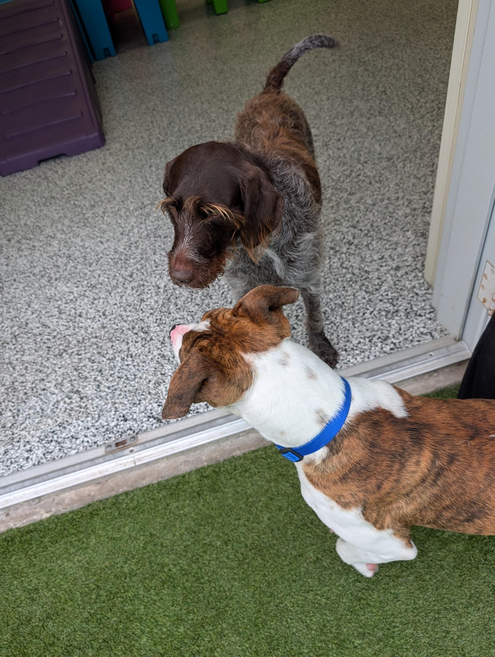 Enlarge Luther , a Adoptable mixed breed in Hartford, CT image 4/5