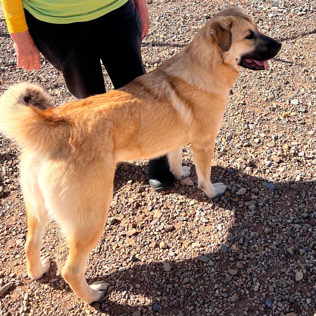 Dog for adoption Tilly, an Anatolian Shepherd in Cedar City, UT
