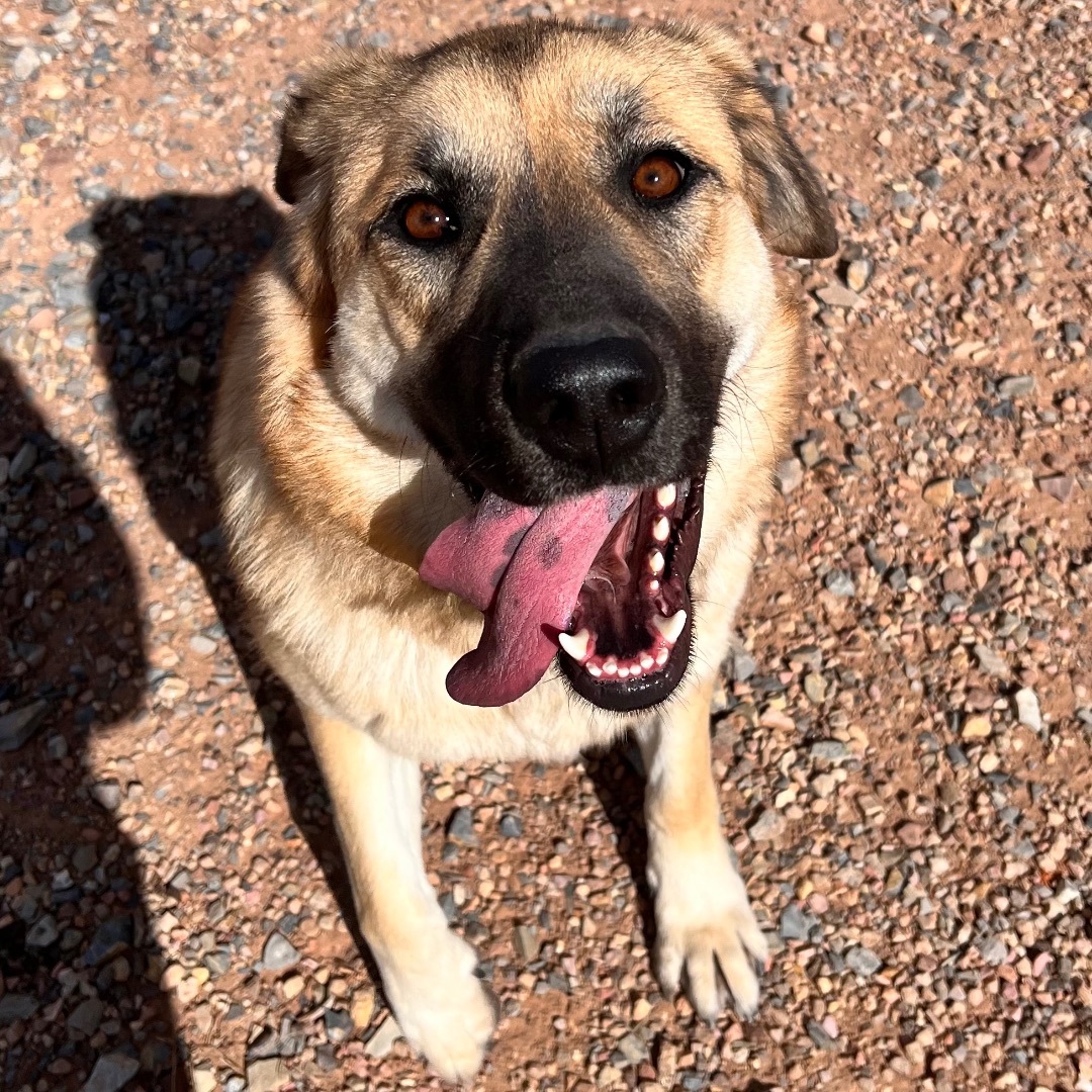 Dog for adoption Tilly, an Anatolian Shepherd in Cedar City, UT