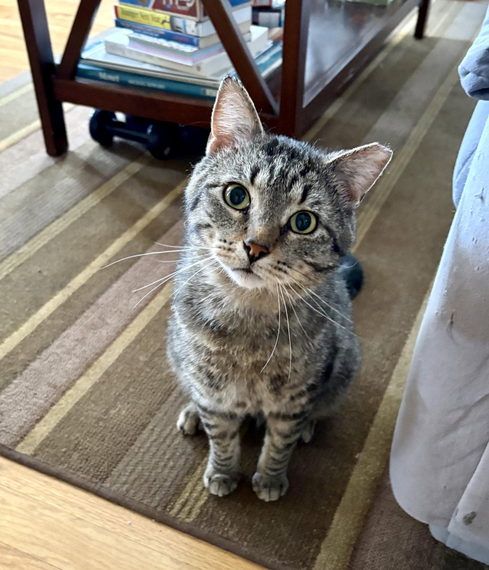 Spree, Adoptable, Adult Male Domestic Short Hair.