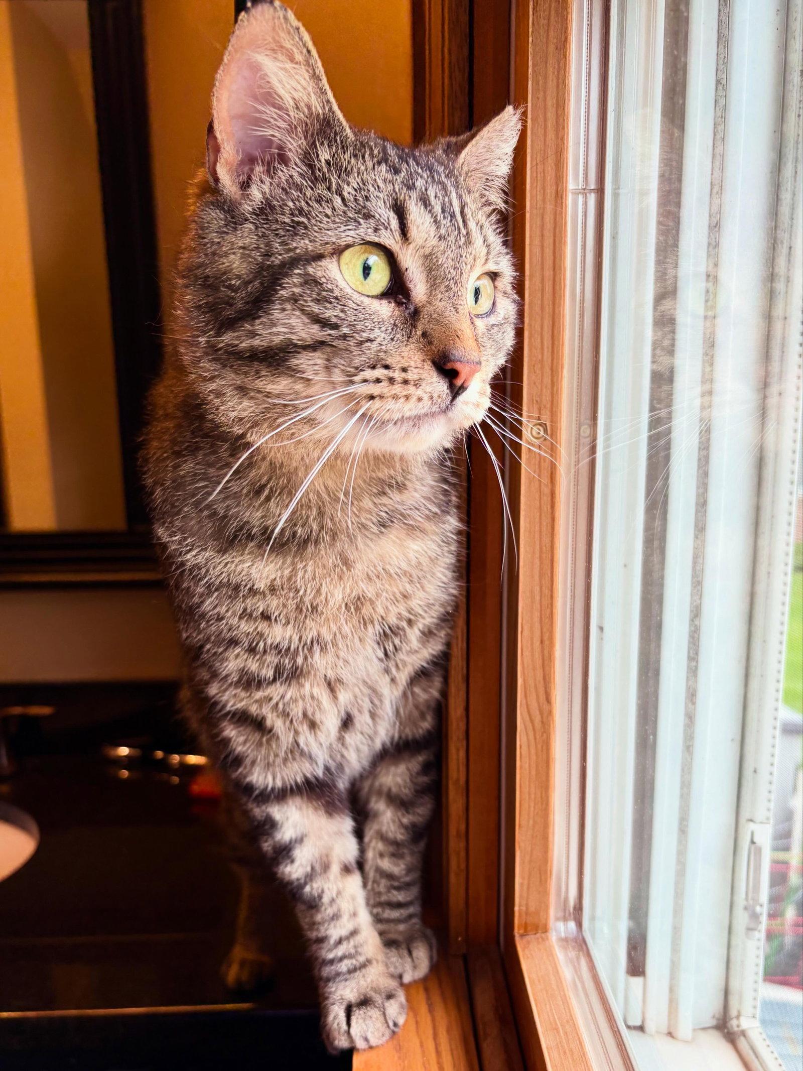 Spree, a Adoptable Domestic Short Hair in Wheaton, IL image 2/3