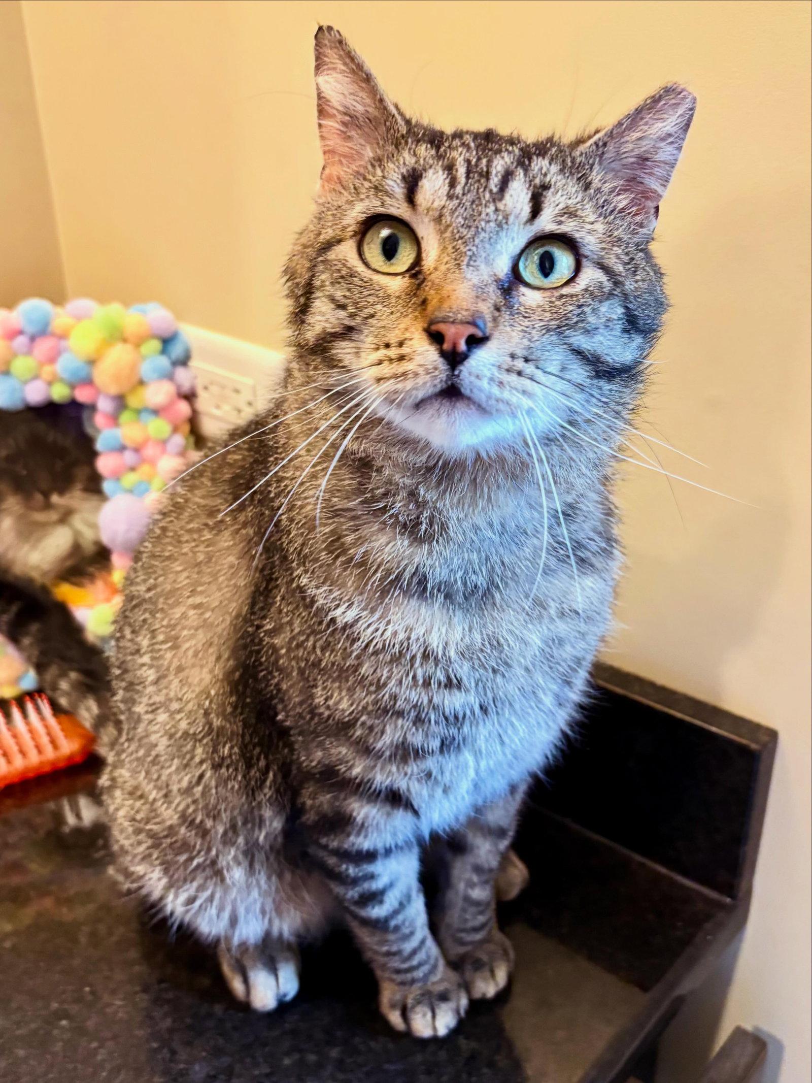 Spree, a Adoptable Domestic Short Hair in Wheaton, IL image 3/3