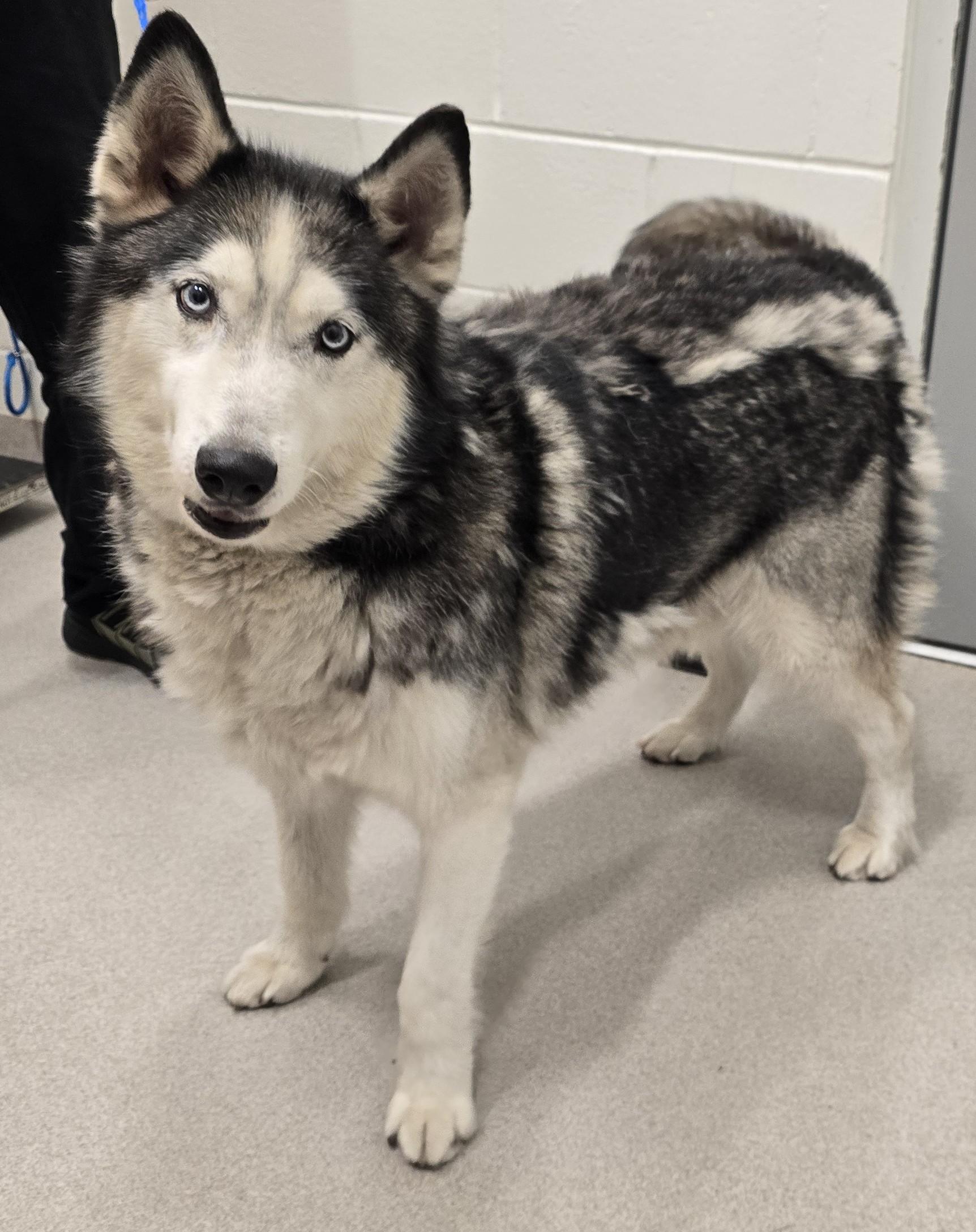26-305 Toby, adopted, Adult Male Siberian Husky.