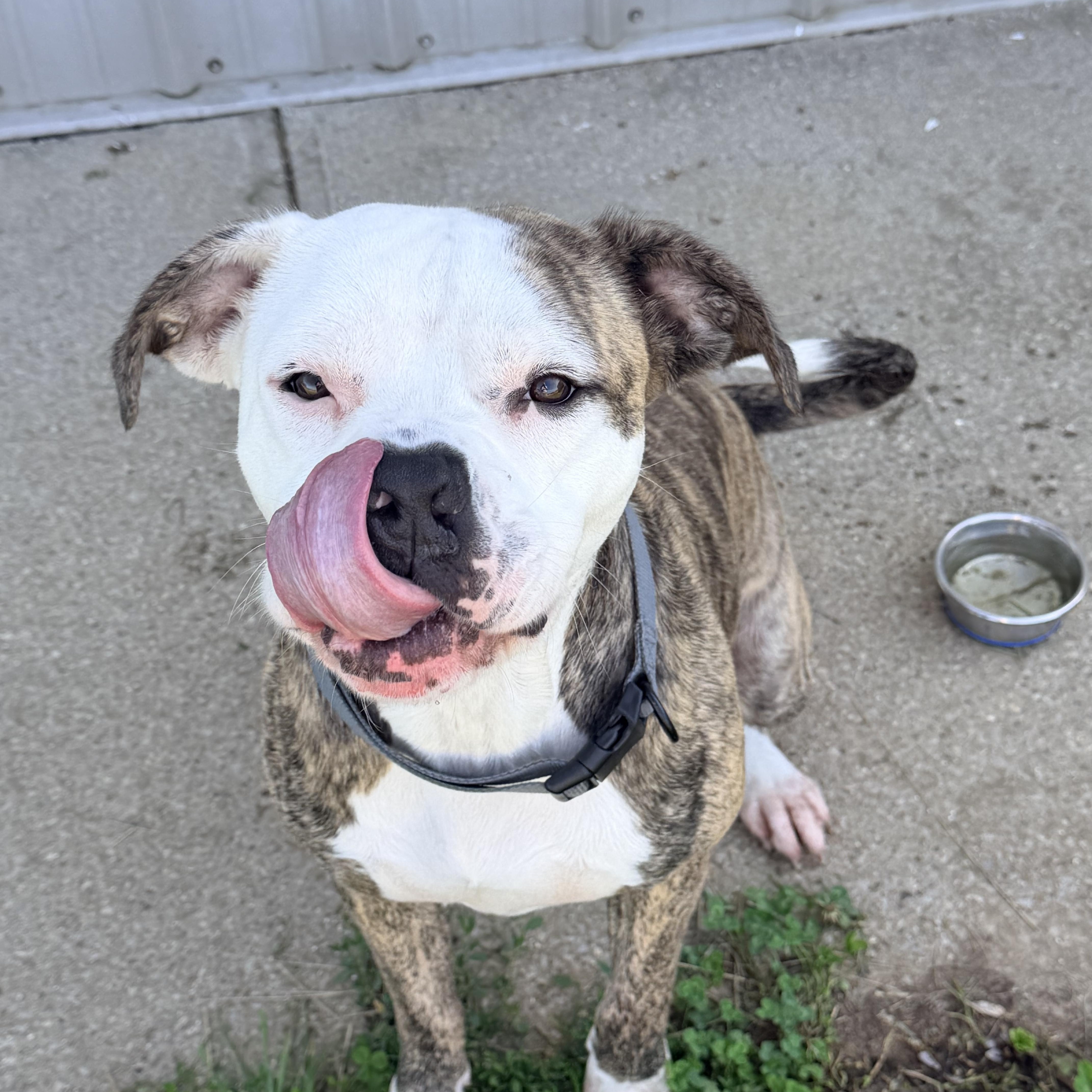 Enlarge Tyson, a ADOPTABLE mixed breed in Logan, OH image 1/2