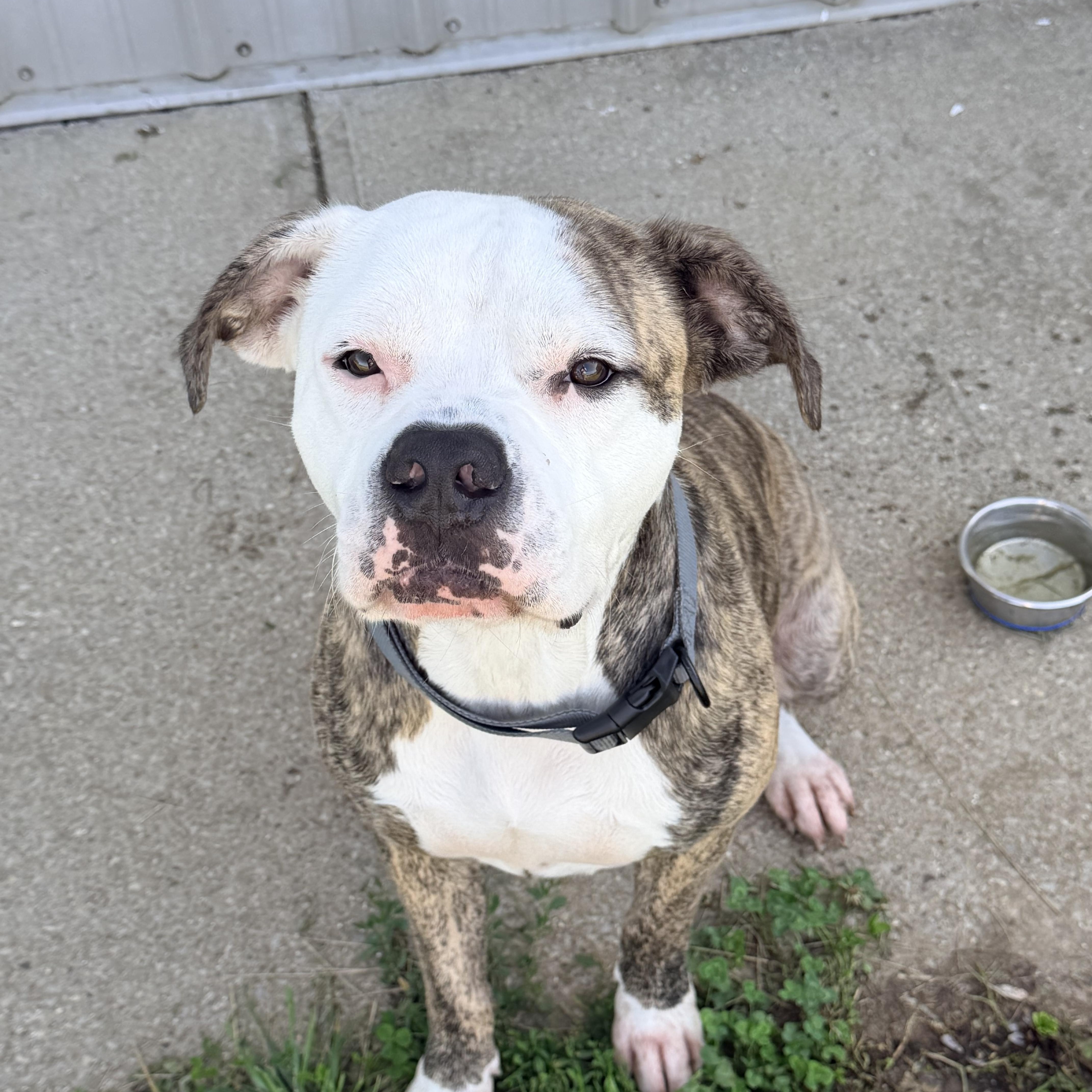 Enlarge Tyson, a ADOPTABLE mixed breed in Logan, OH image 2/2